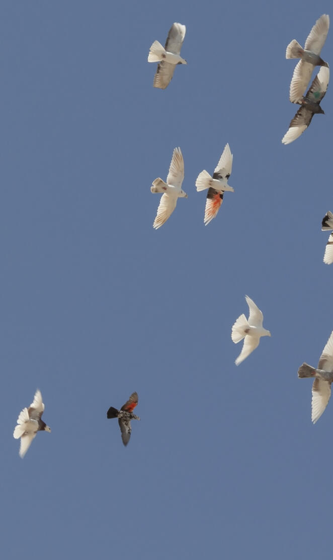 Flying pigeons