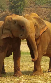 Elephant love