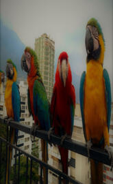 Guacamaya Venezuela