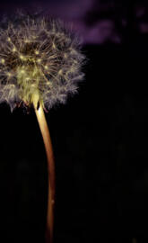 Dark dandelion