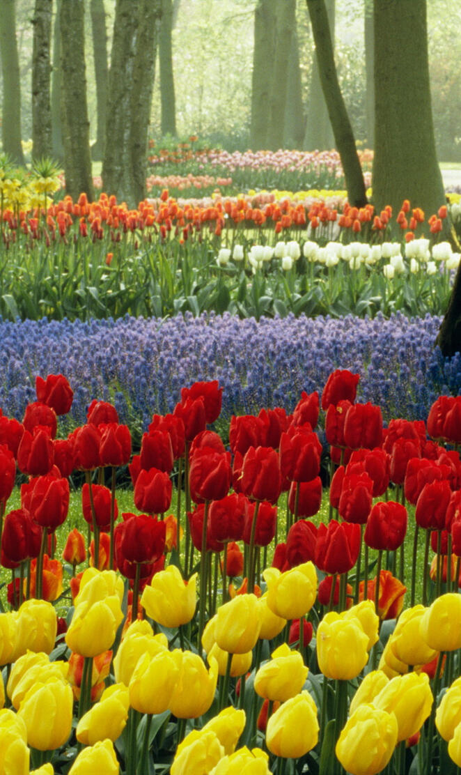 Tulips Keukenhof
