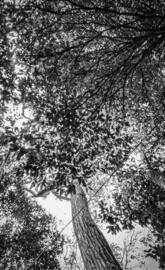 Nicaragua Blackwhite