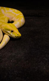 Burmese Python