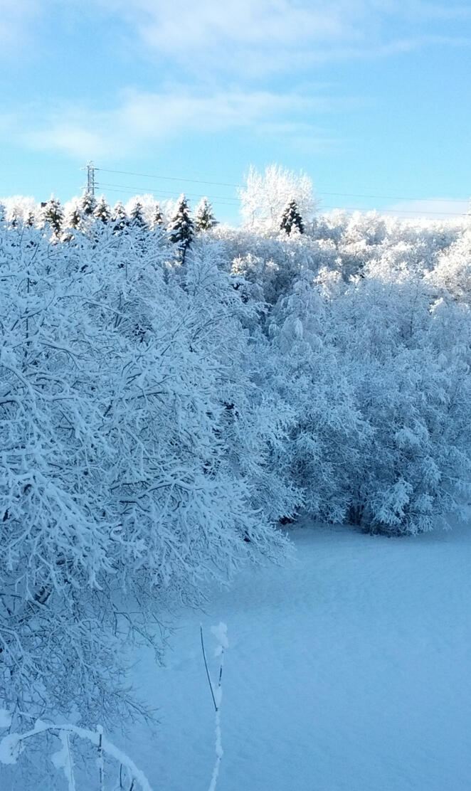 Winter Wonderland Hd