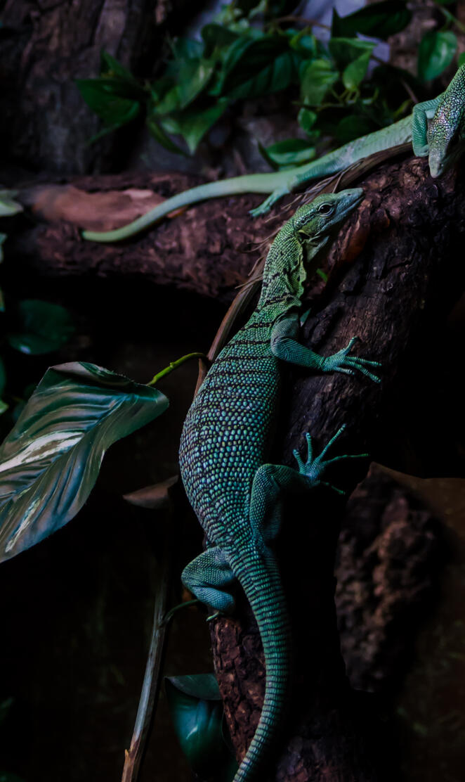 Green Tree Monitors