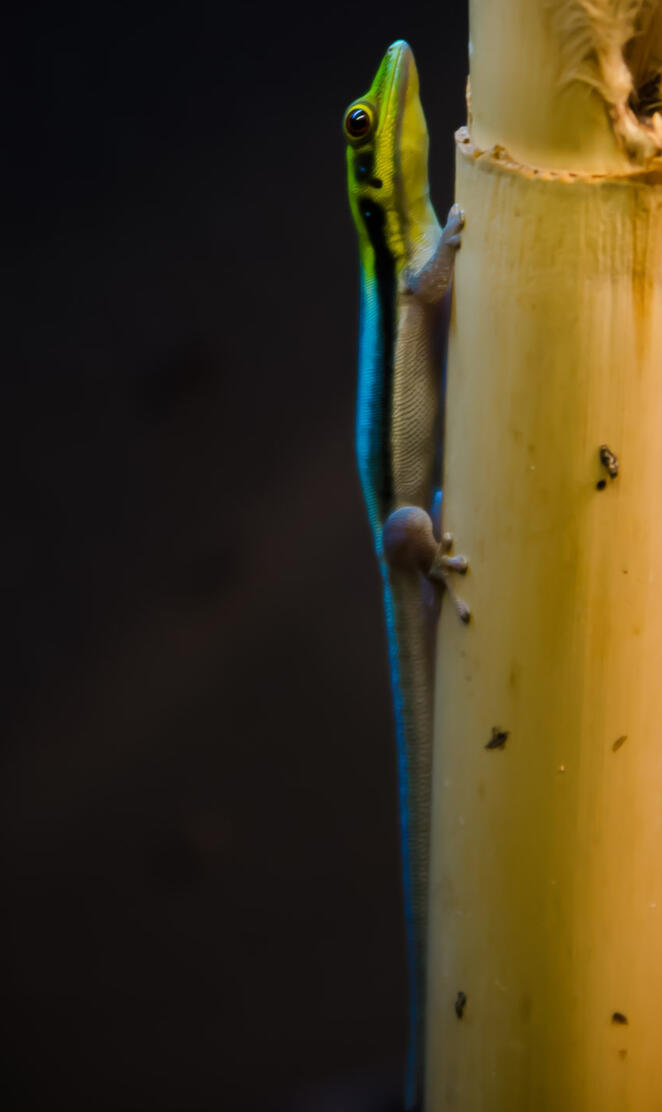 Yellow-headed Gecko