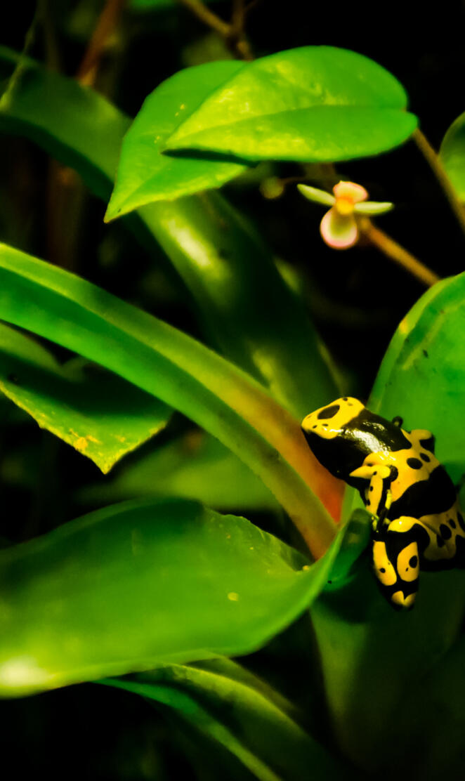 Yellow-banded Frog