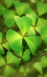 Clovers