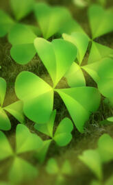 Clovers
