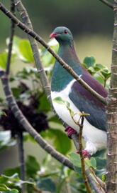 New Zealand Pigeon