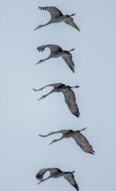 Sandhill cranes 