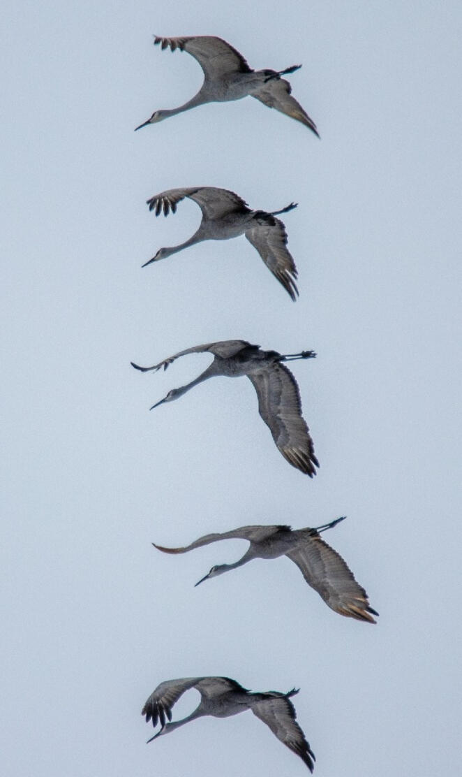 Sandhill cranes 