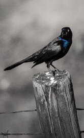Bird on a post