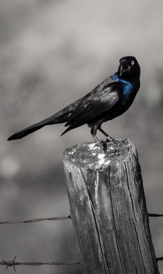 Bird on a post