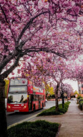 The beauty of London