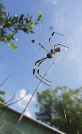 Spider cielo azul