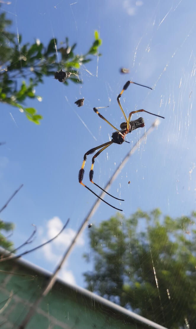 Spider cielo azul
