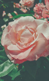 Retro Roses Wallpaper