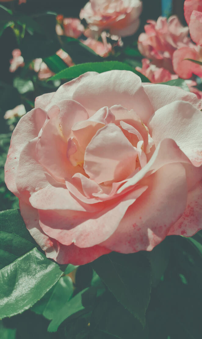 Retro Roses Wallpaper