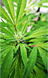 iPhone xs background