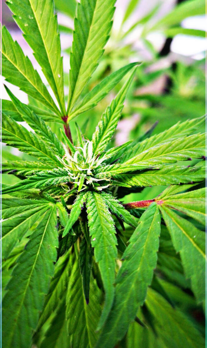 iPhone xs background