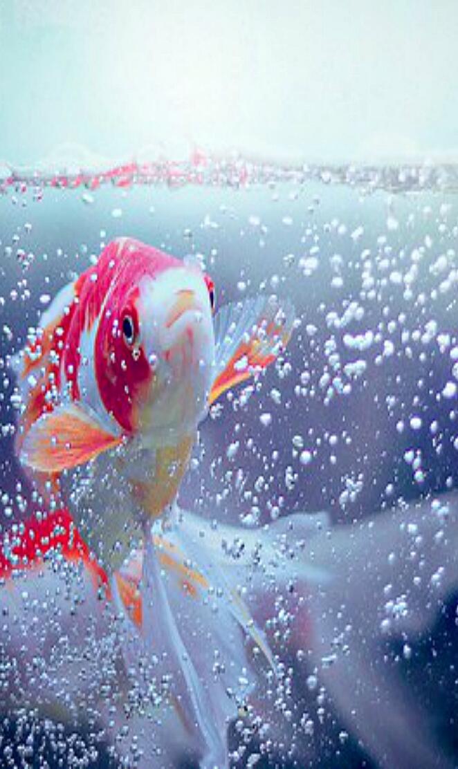 Fish Bubbles Hd