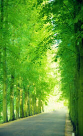 green forest