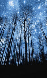 Star Night