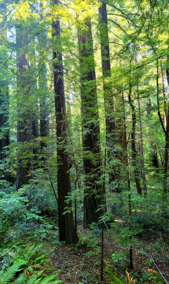Redwood forest