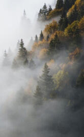 Foggy forest 