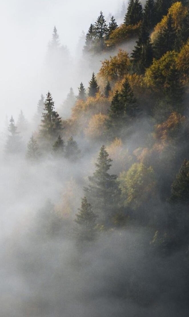 Foggy forest 