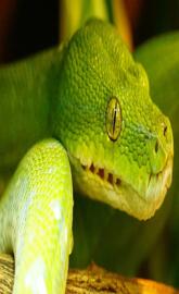 Green Python