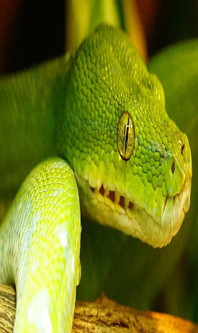 Green Python