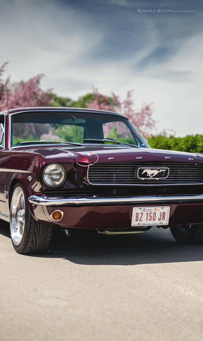 Mustang 66
