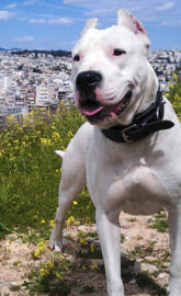 Dogo Argentino 4