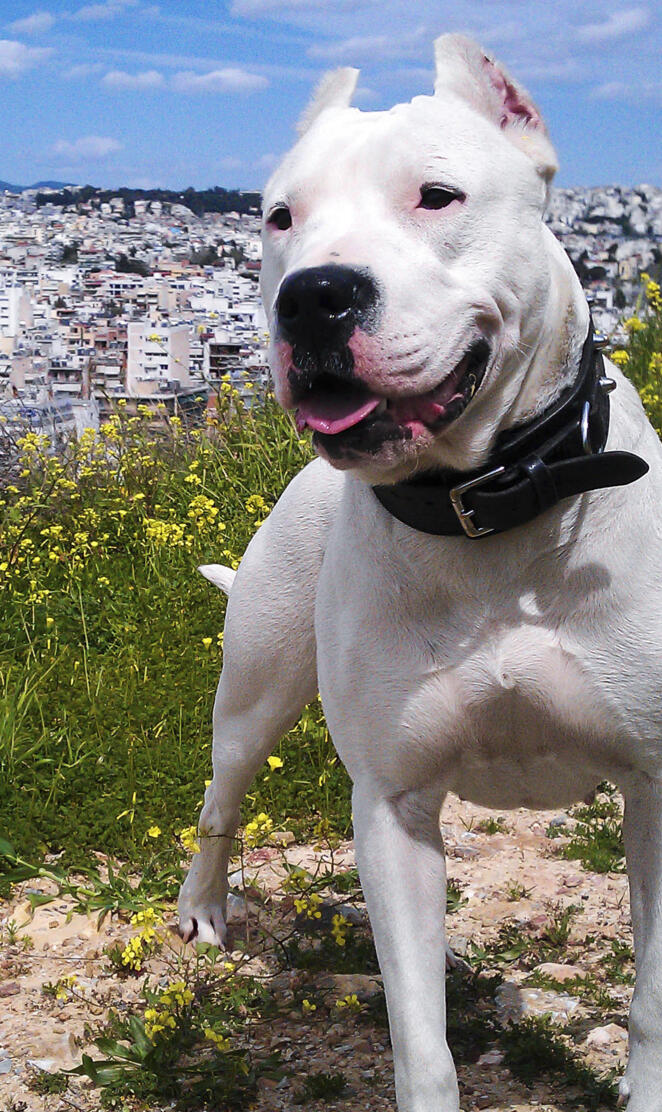 Dogo Argentino 4