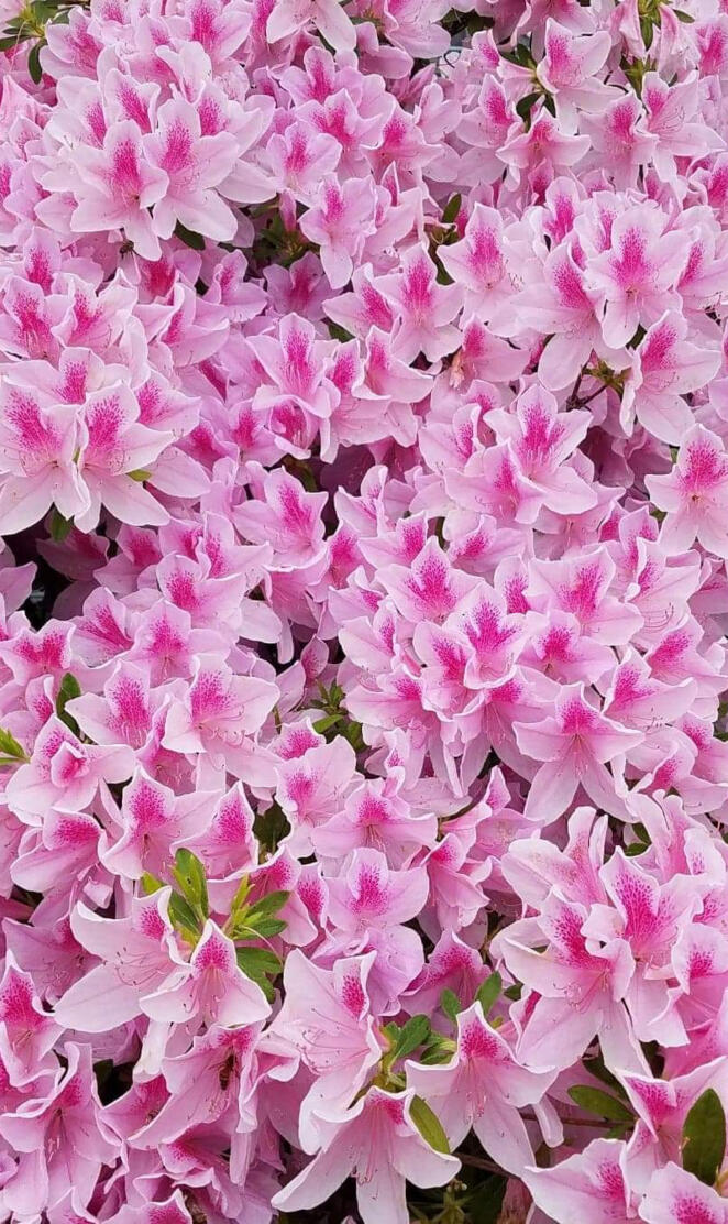Pink Blooms