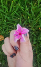 Pink Flower 