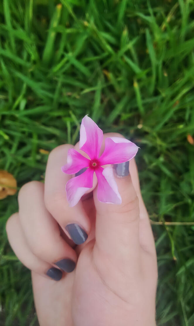 Pink Flower 