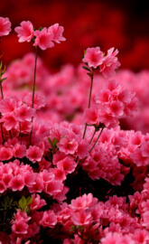 Pink Azalea
