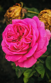 Pink Rose