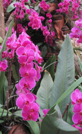 Pink Orchids