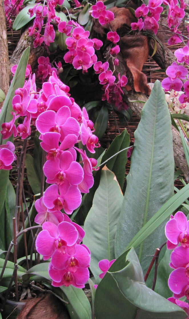 Pink Orchids