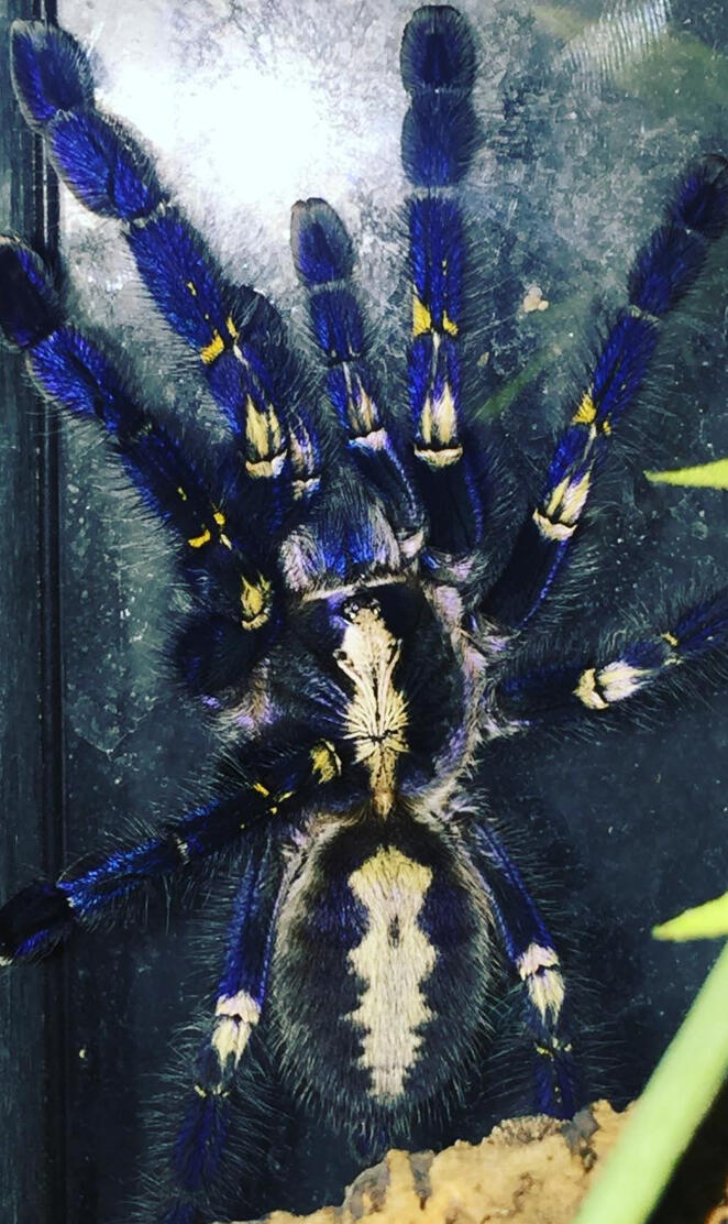 Tarantula