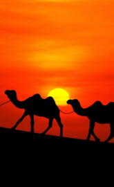 Arabian Sunset