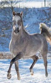 Arabian Horse 