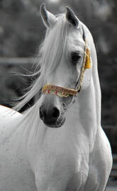Arabian horse 