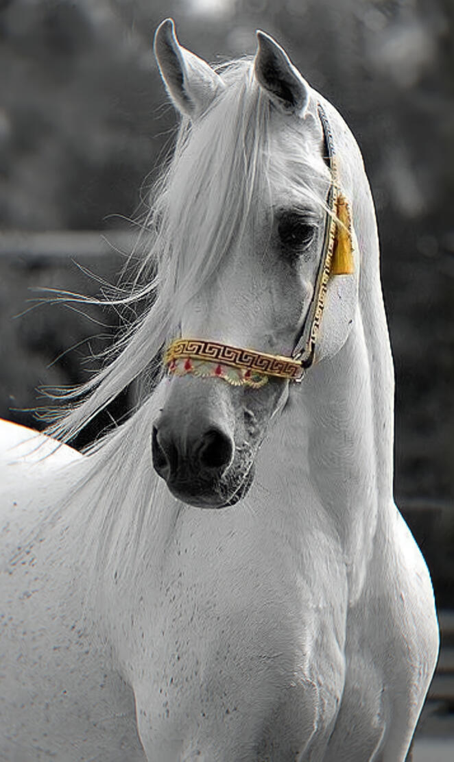 Arabian horse 