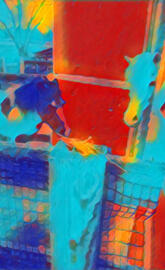 Horses in the stable