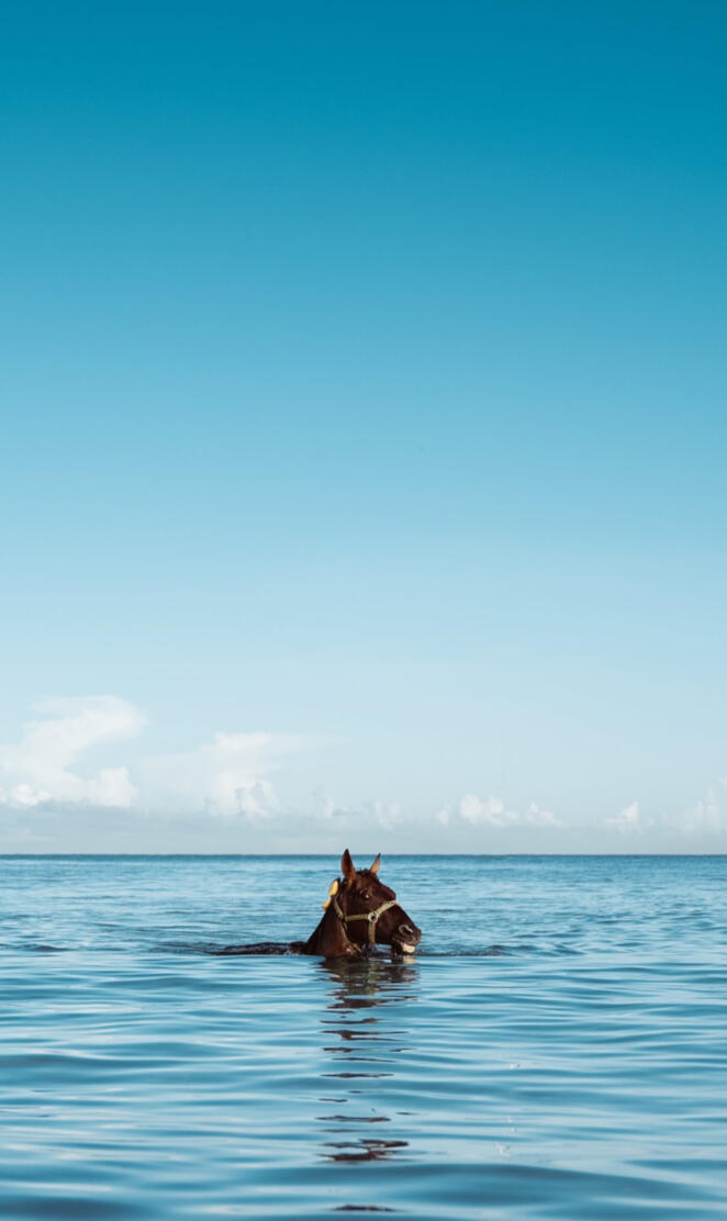 Swimming Horse 